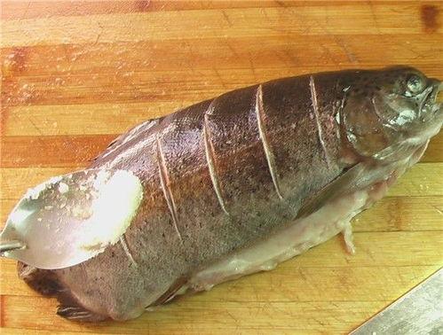 金鳟秘闻,探寻神秘鱼王背后的传奇故事